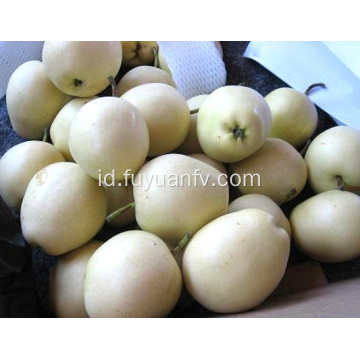 fresh good taste ya pear untuk ekspor